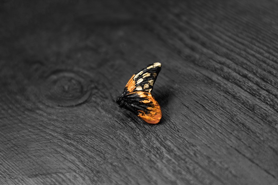 Piespraude "Taurenis"