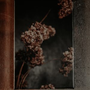 Tumša ziedu fotogrāfija uz audekla "Hortenzijas"II